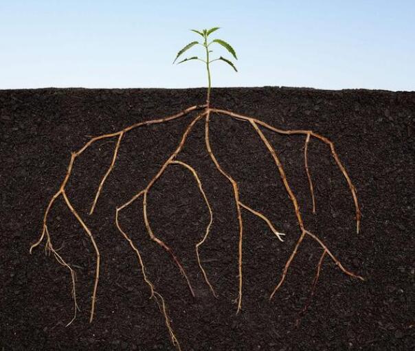 測定根系活力的儀器 測定根系活力的儀器