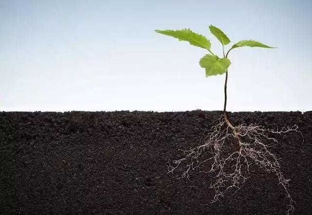 植物根系分析儀對(duì)農(nóng)業(yè)生產(chǎn)有幫助嗎？