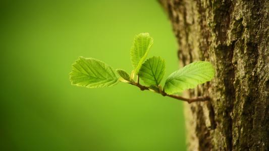 葉面積測量儀的使用有什么注意點？