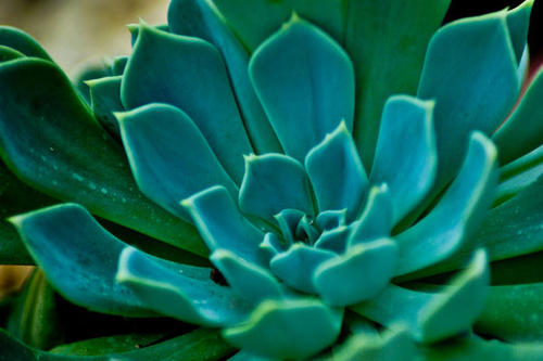 植物冠層分析儀有什么作用?