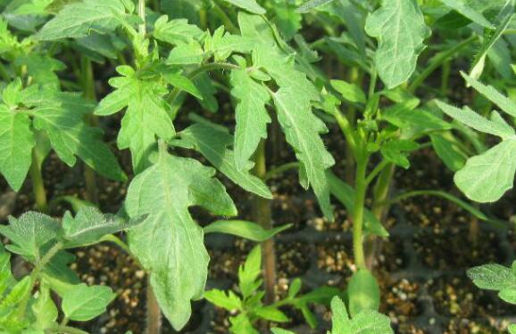 植物根系分析儀促進農業(yè)繁榮發(fā)展