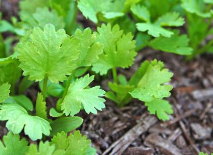 植物葉面積測定儀怎么去維護(hù)？