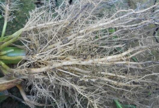 植物根系分析儀,選擇山東云唐如何?