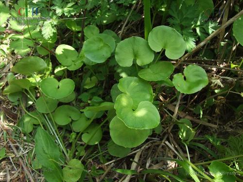 葉綠素儀實現作物科學種植