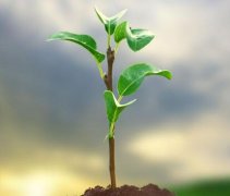 植物葉綠素檢測儀為農業“節本增效”賦能