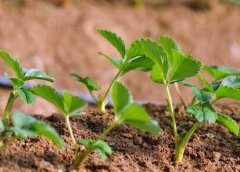 植物葉面積儀對(duì)于農(nóng)業(yè)發(fā)展有何幫助!