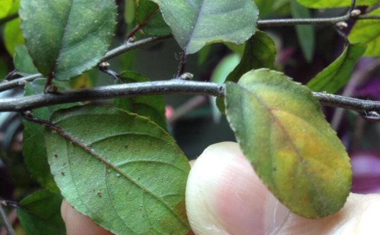 植物營養(yǎng)診斷儀 植物營養(yǎng)診斷儀