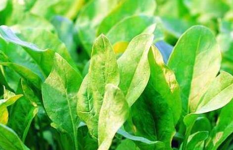 1611043795237693.jpg QQ截圖20210119160909.jpg