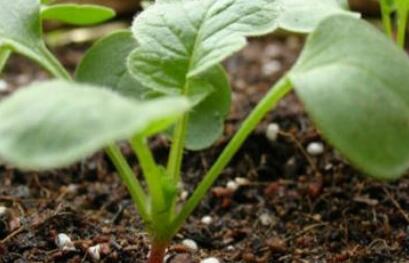 植物營養診斷儀