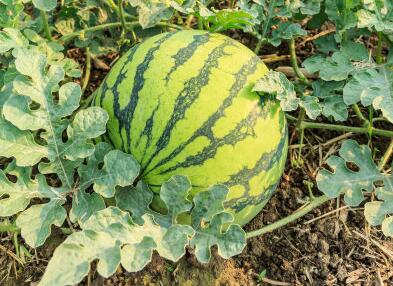 植物根系分析儀 植物根系分析儀