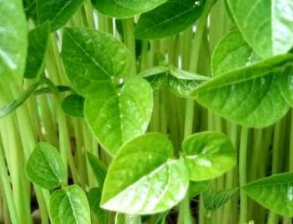 植物營(yíng)養(yǎng)測(cè)定儀 植物營(yíng)養(yǎng)測(cè)定儀