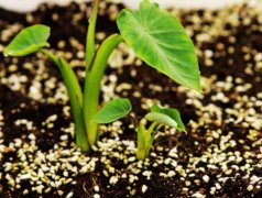 果蔬呼吸測定儀的使用有什么意義?