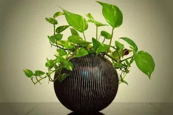 植物冠層分析儀 植物冠層分析儀