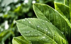 植物營養(yǎng)測定儀的使用有哪些好處？