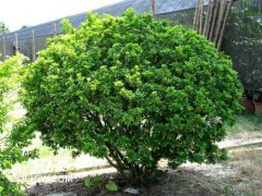 植物營養檢測儀提升作物生長條件